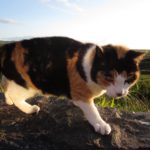 Stray cat at Allihies, Co. Cork