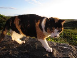 Stray cat at Allihies, Co. Cork