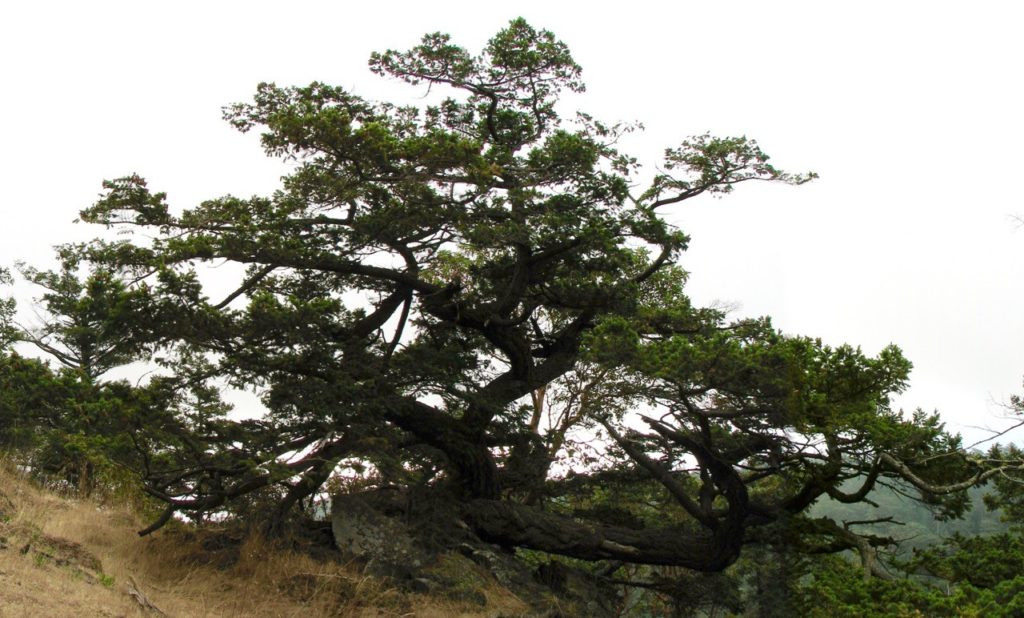 Twisted tree on Lopez Island